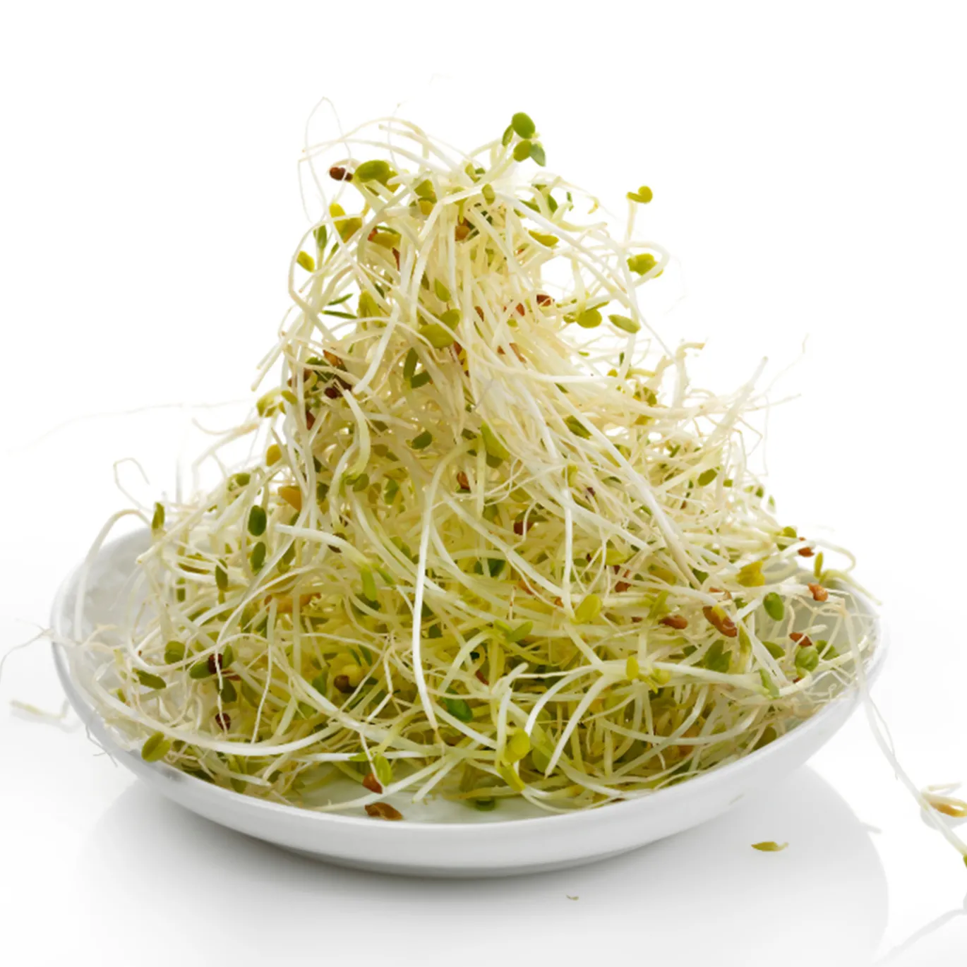 Alfalfafrön EKO 1kg