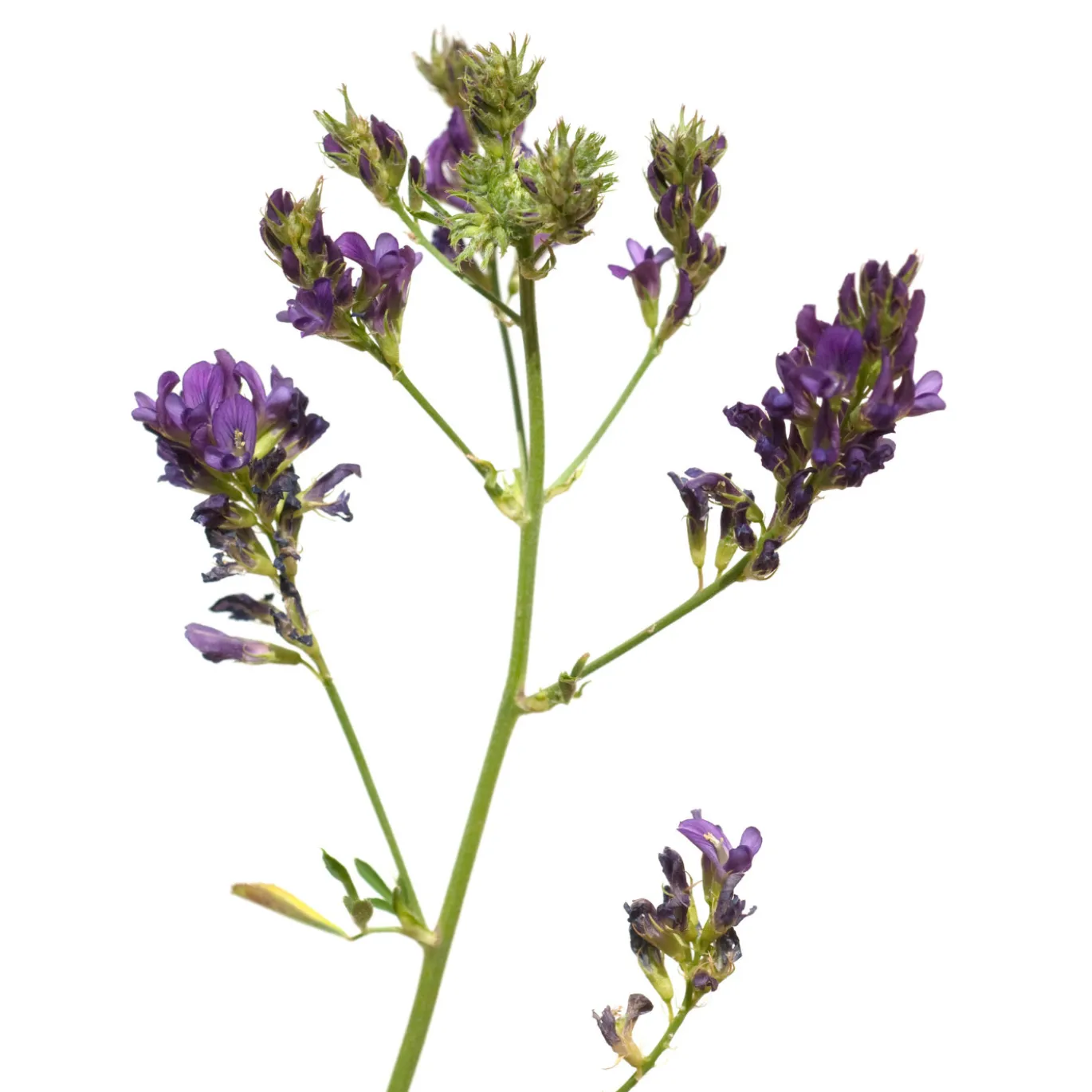 Alfalfa Pulver EKO 125g