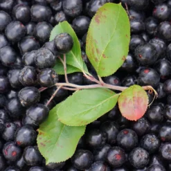 Aroniabär EKO 100g