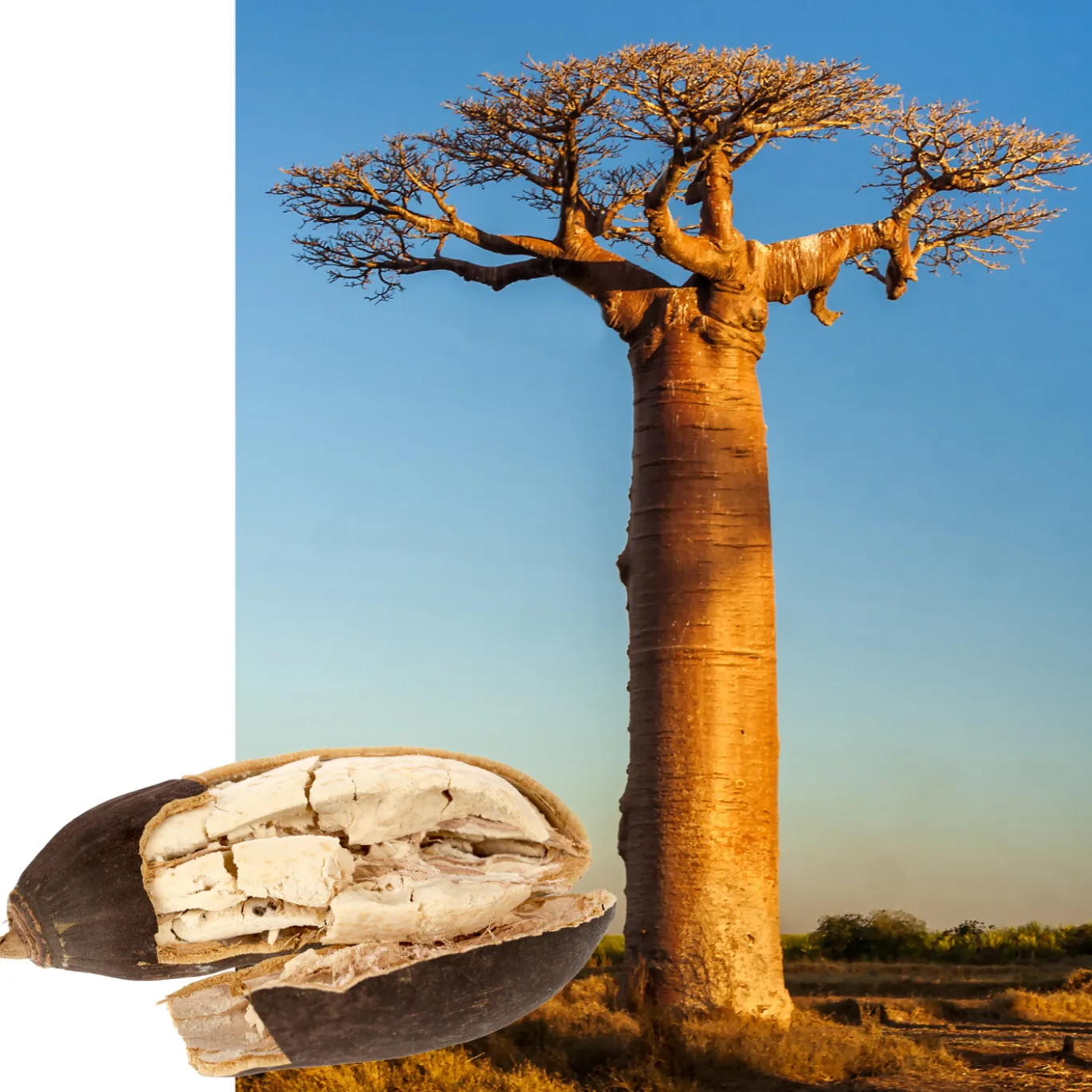 Baobab pulver EKO 250g