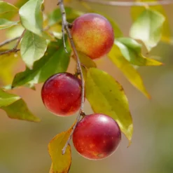 Camu Camu Pulver EKO 125g