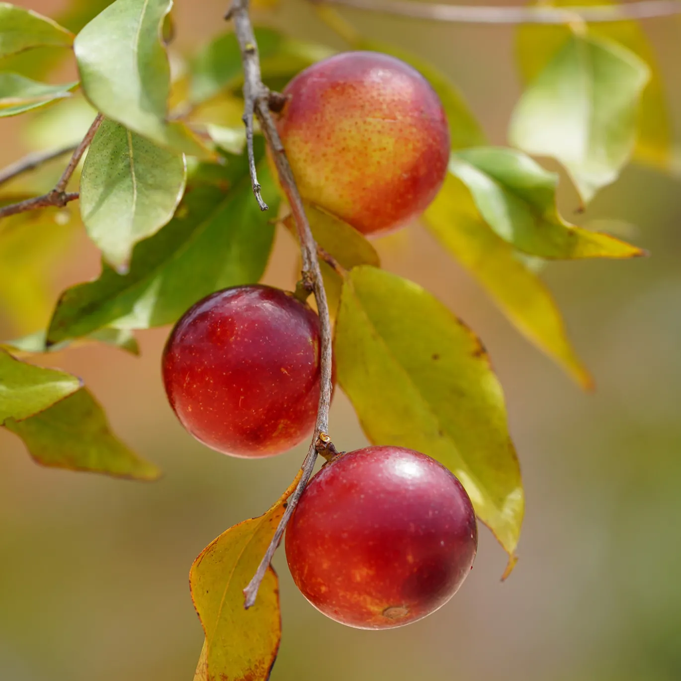 Camu Camu Pulver EKO 125g