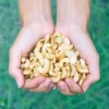 Cashewnötter Delade EKO 1kg