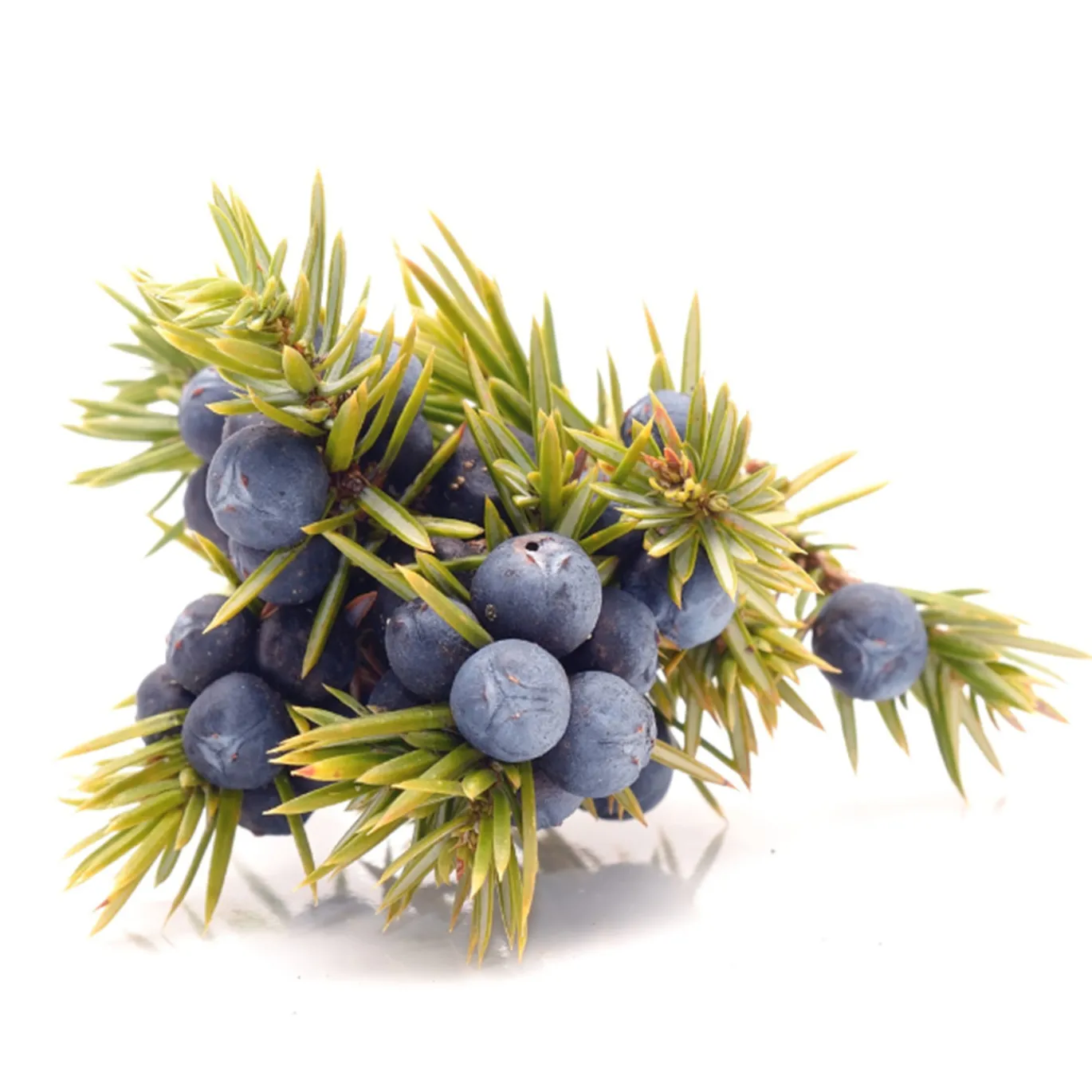 Enbär EKO 30g