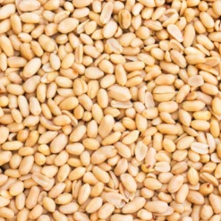 Jordnötter Premium Skalade RAW EKO 1kg