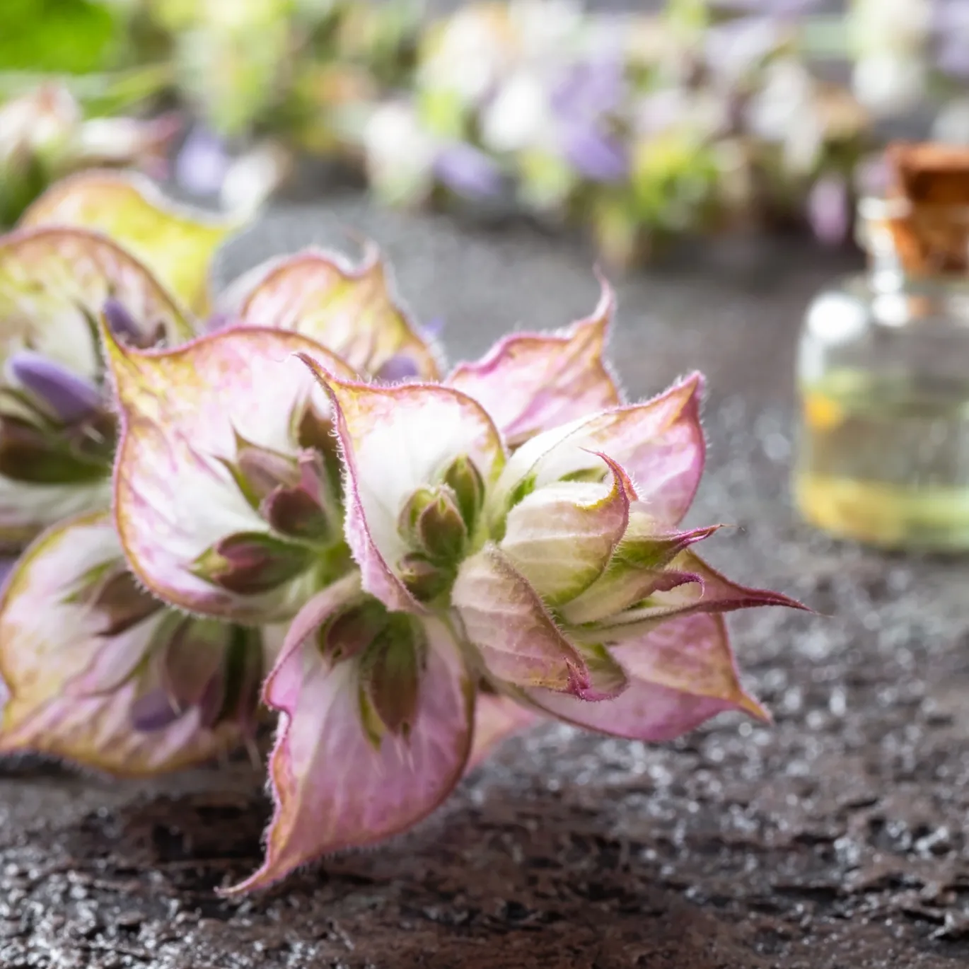 Muskatellsalvia Eterisk Olja 50 ml