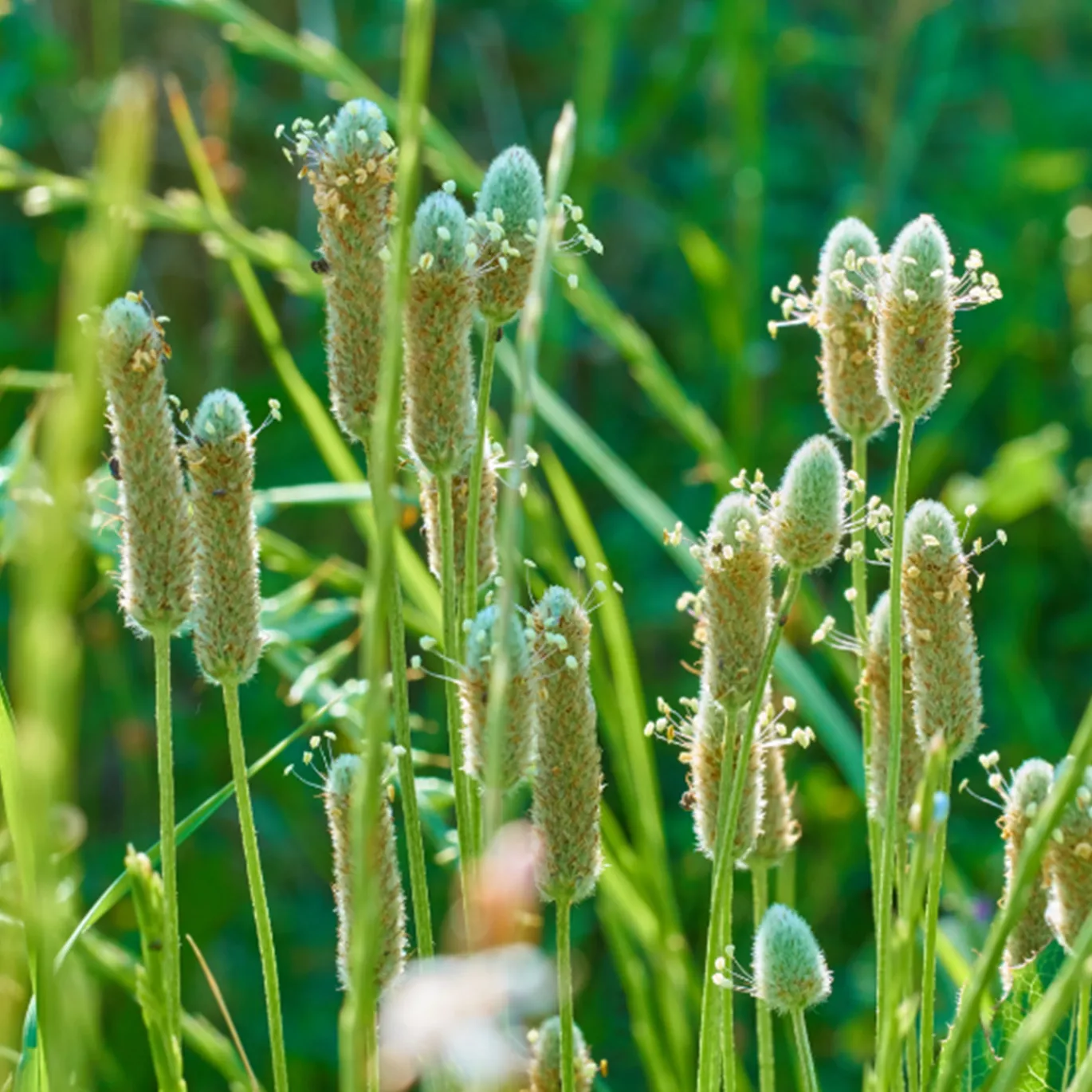 Psyllium Frön EKO 300g