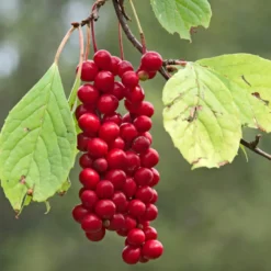 Schisandra Bär EKO 125g