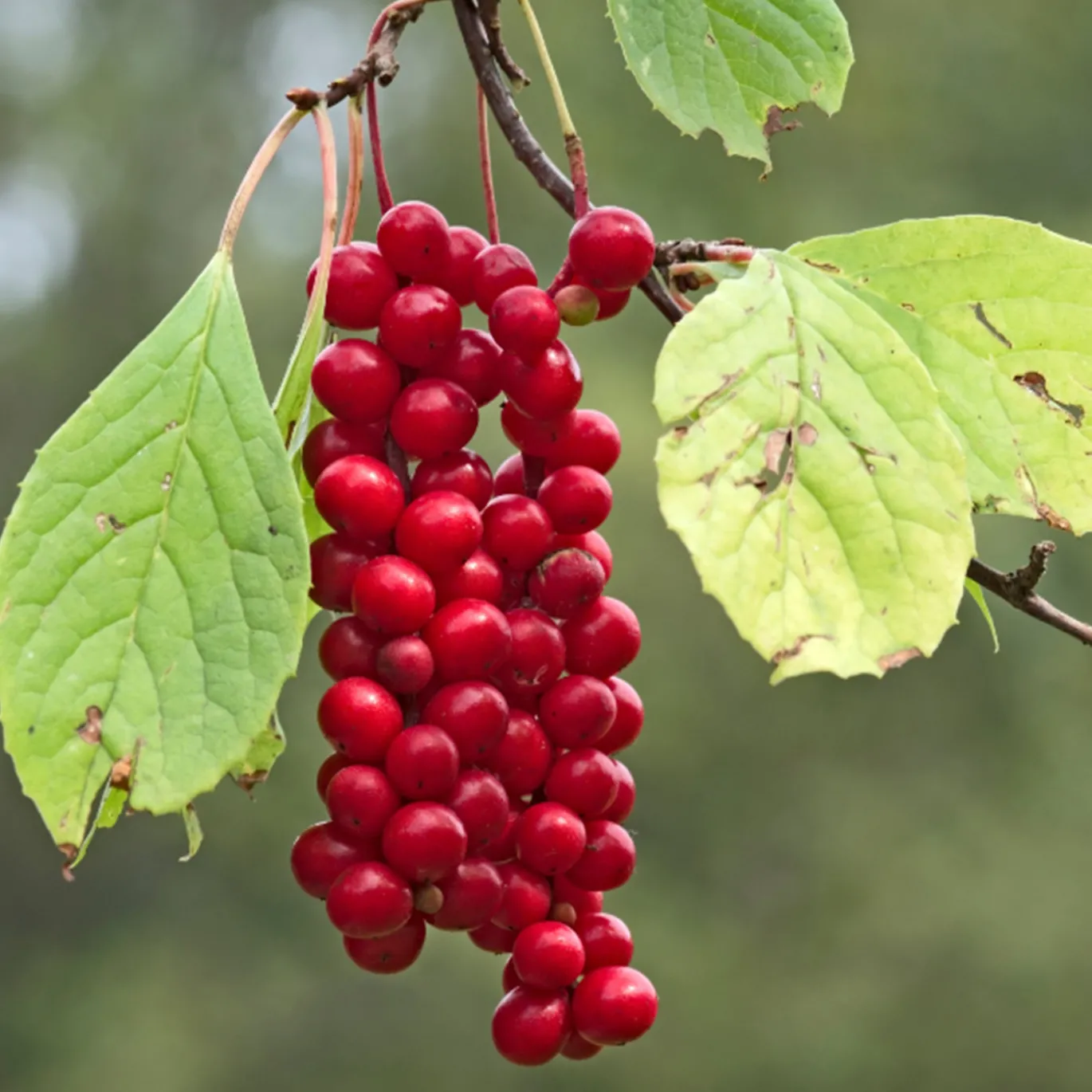 Schisandra Bär EKO 125g