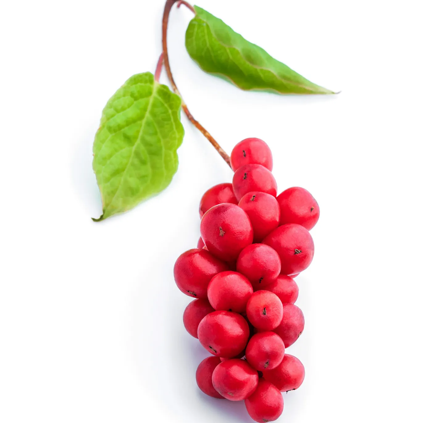 Schisandra Pulver EKO 250g