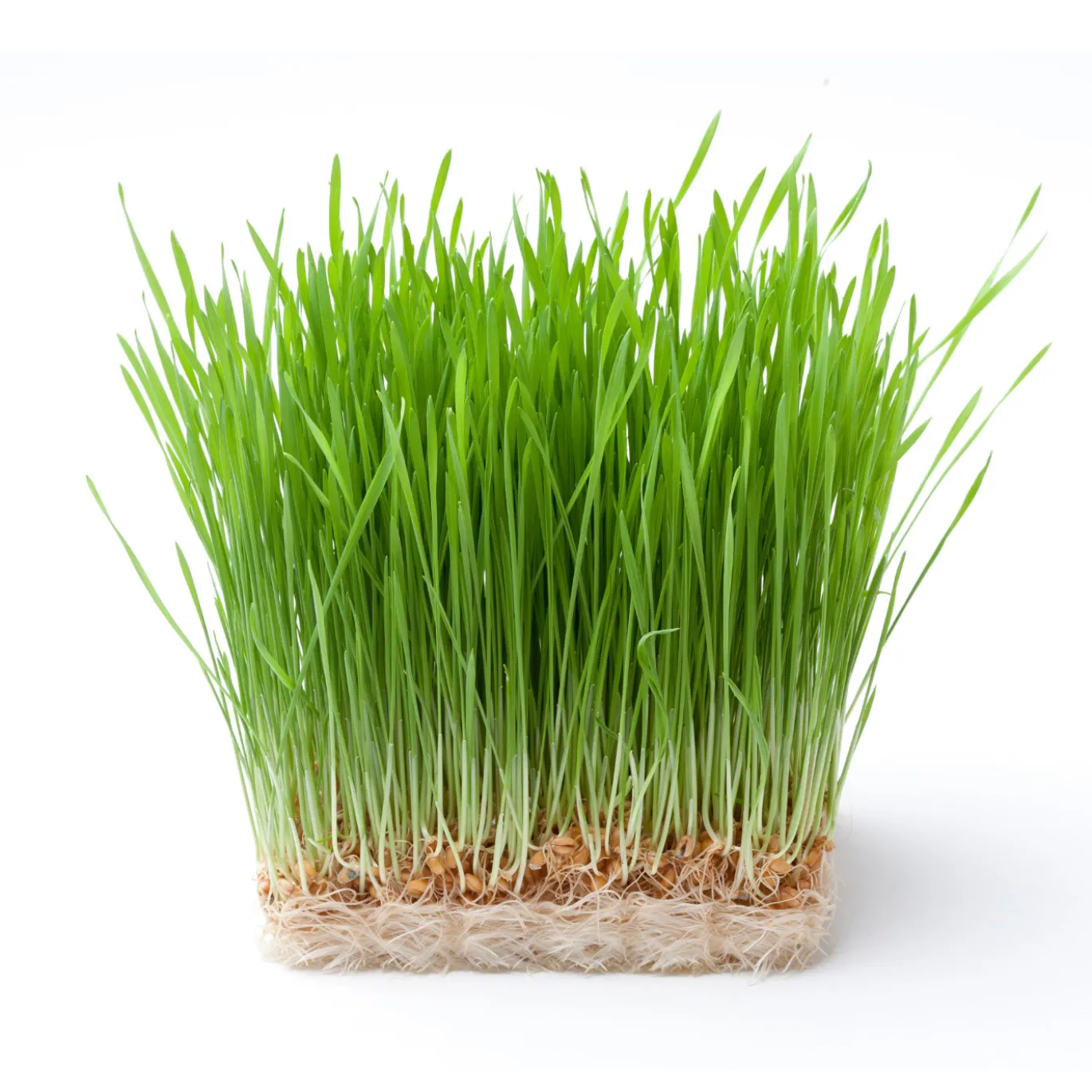 Vetegräspulver EKO 125g